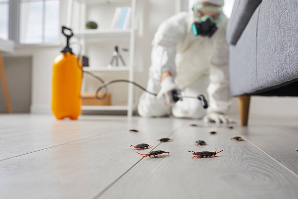 Post-Treatment Bed Bug Interceptor Monitoring in Redding